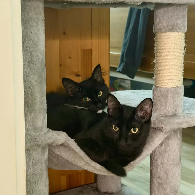 Sammy & Sophie — thumbnail 4