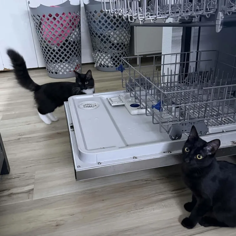 Sammy & Sophie — thumbnail 5