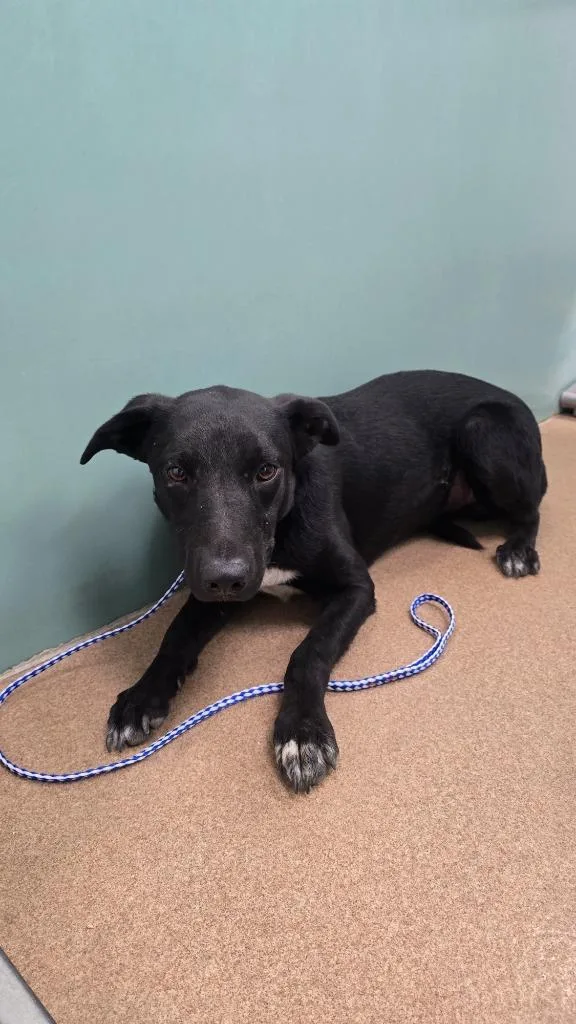 A young medium-sized male Border Collie dog named Dutton for adoption in Pratt, KS