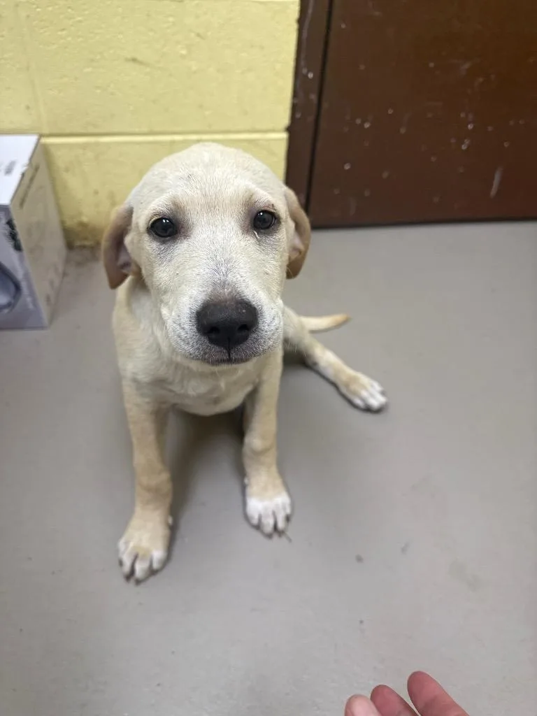 A baby medium-sized male Labrador Retriever dog named Cogsworth for adoption in Crossville, TN