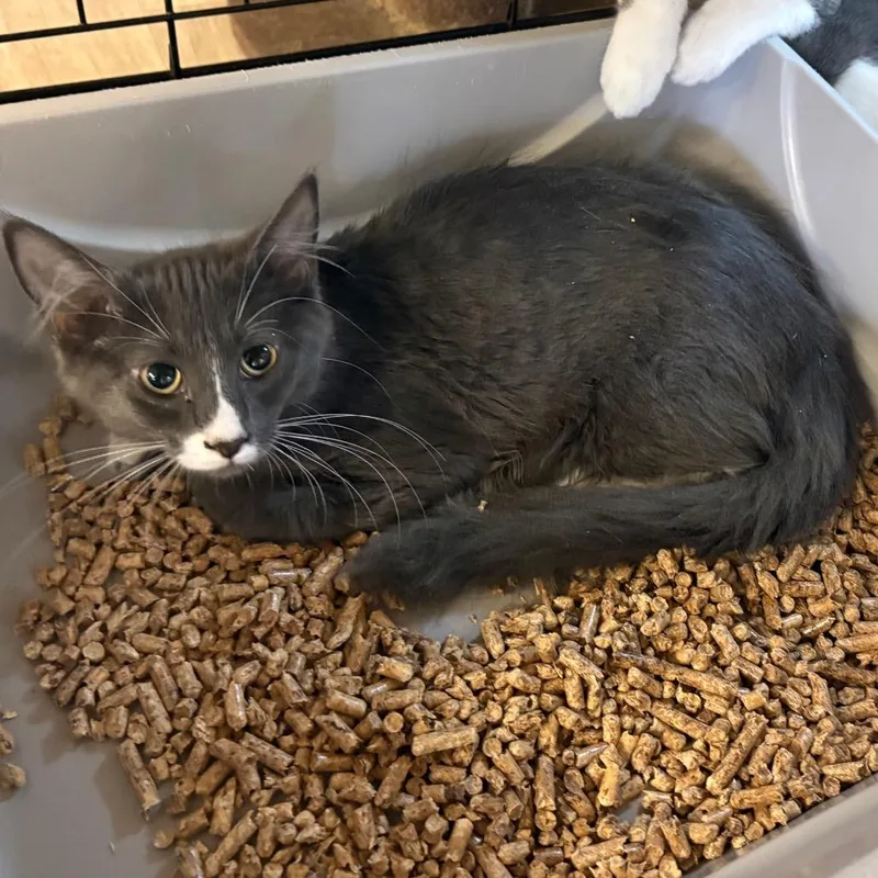 A baby small-sized male Gray / Blue / Silver Domestic Medium Hair cat named Declan for adoption in Pennsville, NJ