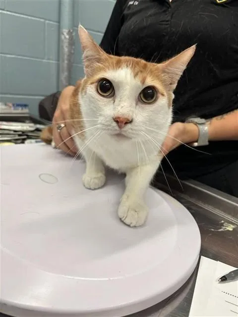 An adult large-sized male Domestic Short Hair cat named Tommy for adoption in Corpus Christi, TX