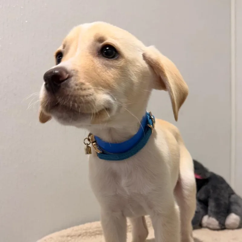 A baby medium-sized male Yellow / Tan / Blond / Fawn Australian Cattle Dog / Blue Heeler dog named Travis for adoption in Tampa, FL