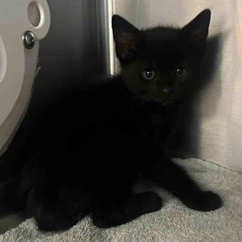 A baby small-sized female Black Domestic Short Hair cat named Sage for adoption in Redwood City, CA