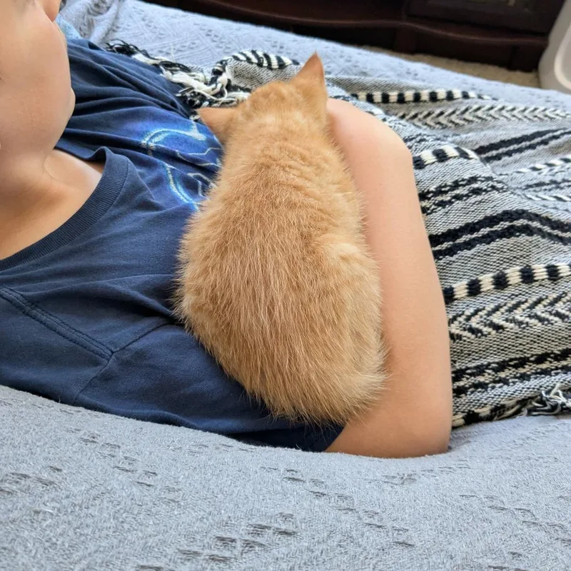 Apricot