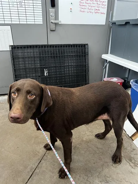 A young large-sized female Mixed Breed dog named Ruby for adoption in Dallas, TX
