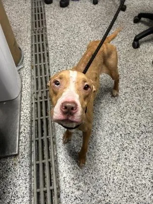 An adult medium-sized female Mixed Breed dog named Michelle for adoption in West Chester, PA