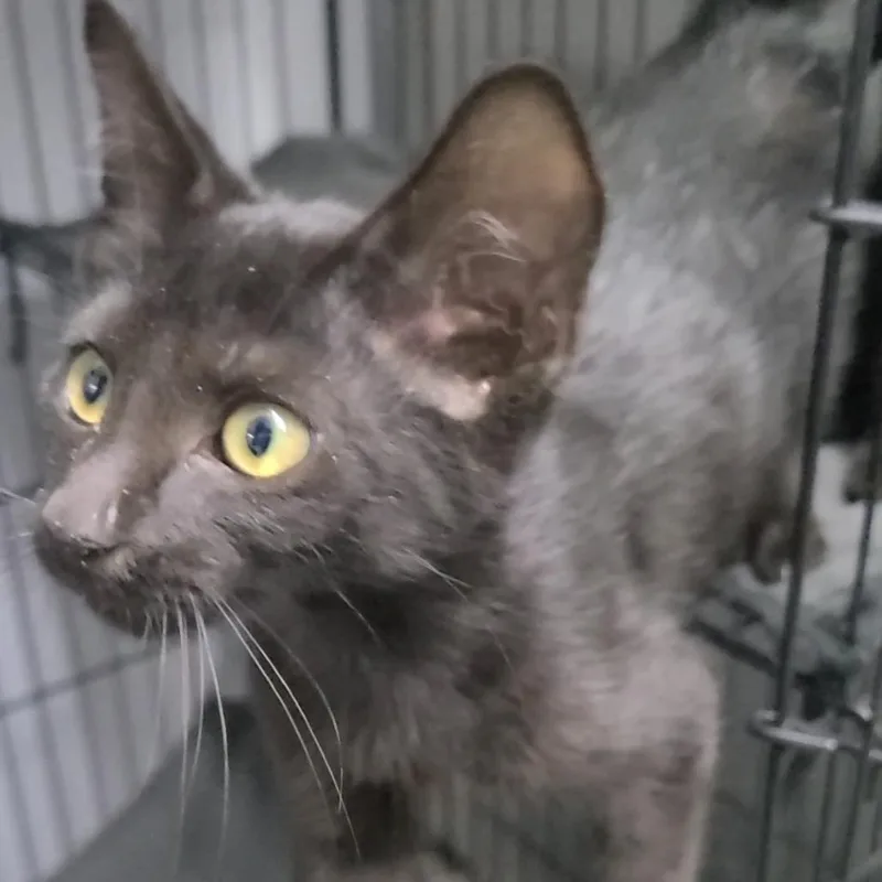 A baby small-sized female Black Domestic Short Hair cat named Mousse for adoption in Russellville, KY