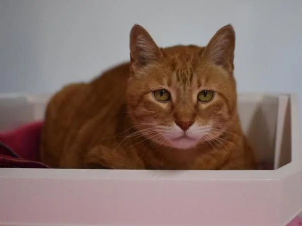 A senior large-sized male Domestic Short Hair cat named Tigger for adoption in Portland, OR