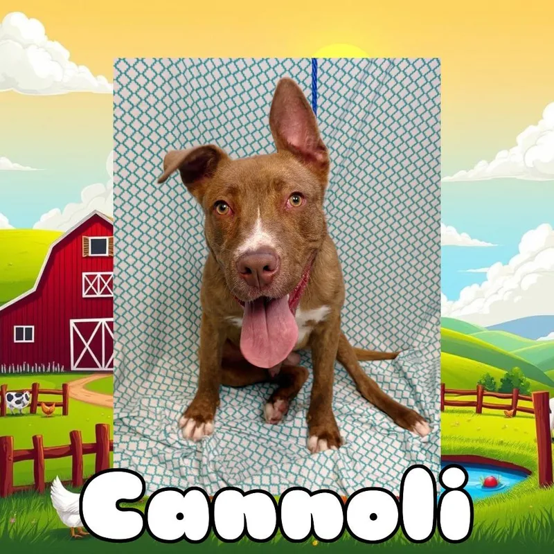 An adult small-sized male Brown / Chocolate Pit Bull Terrier dog named Cannoli for adoption in Royse City, TX