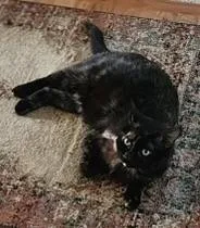 A young medium-sized female Tortoiseshell Domestic Short Hair cat named Molly for adoption in Leesburg, VA