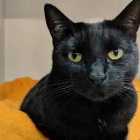 An adult large-sized female Domestic Short Hair cat named Apple for adoption in Seagoville, TX