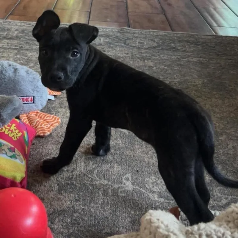 A baby medium-sized male Brindle Pit Bull Terrier dog named Oyster for adoption in Brainerd, MN