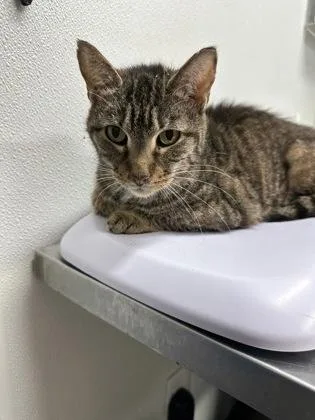 An adult small-sized female Domestic Short Hair cat named Franny for adoption in West Chester, PA