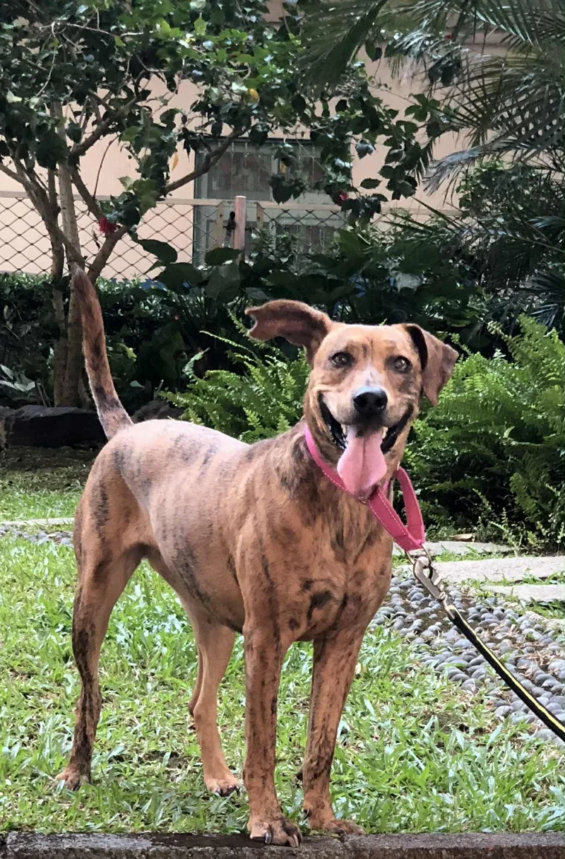 A young medium-sized female Brindle Labrador Retriever dog named Rosie for adoption in San Mateo, CA