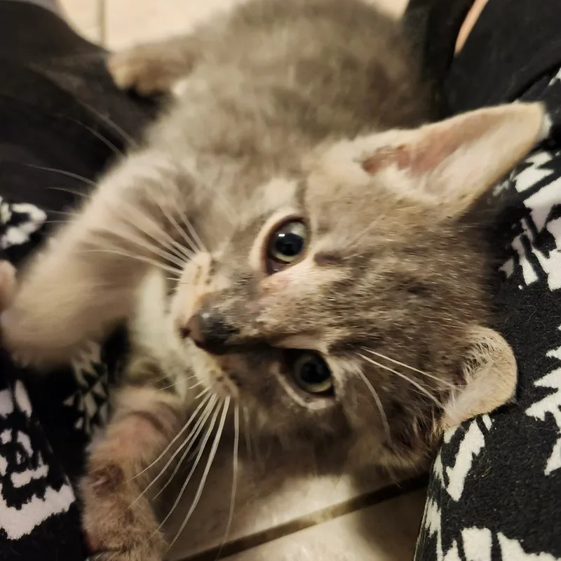 A baby small-sized male Domestic Short Hair cat named Bastigor for adoption in Springfield, IL