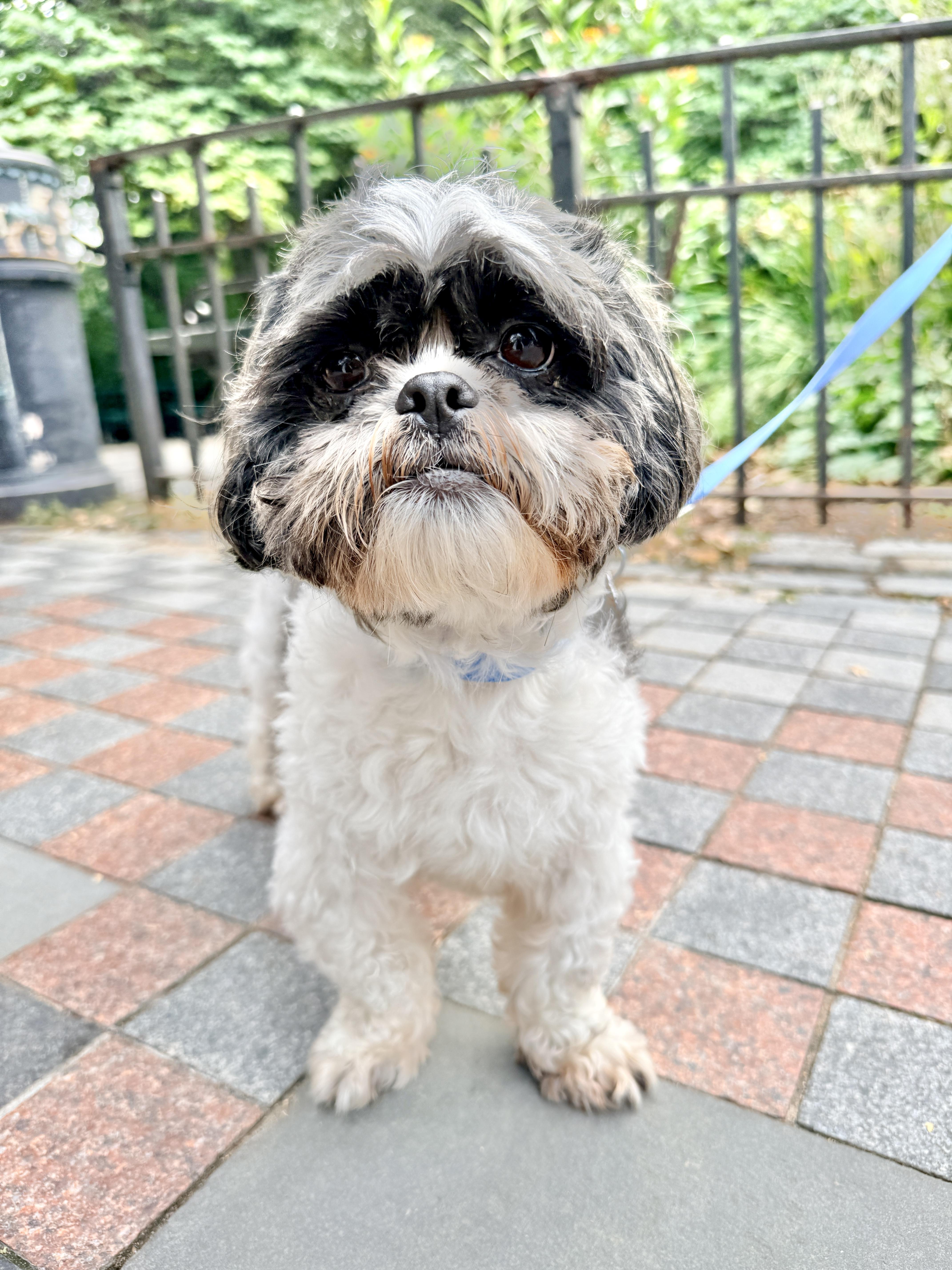 A senior small-sized male Shih Tzu dog named Chewie for adoption in Brooklyn, NY