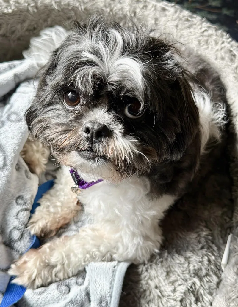 Chewie thumbnail 3