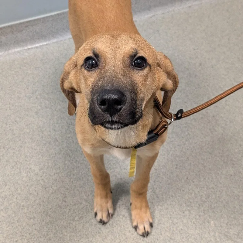A young medium-sized male Mixed Breed dog named Finley for adoption in New Castle, DE
