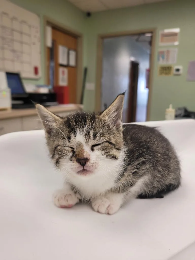 A baby small-sized female Domestic Short Hair cat named Dinner Roll for adoption in Waverly, NY