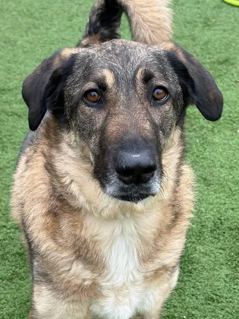 An adult large-sized male German Shepherd Dog dog named Loki for adoption in Center Point, TX