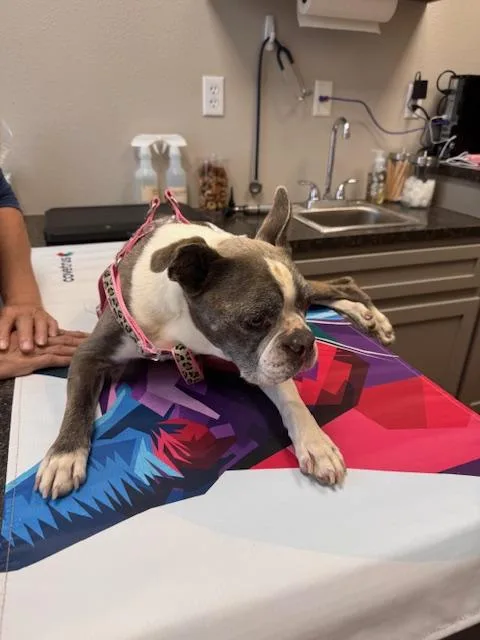 A senior medium-sized male Boston Terrier dog named Tyson for adoption in Van Vleck, TX