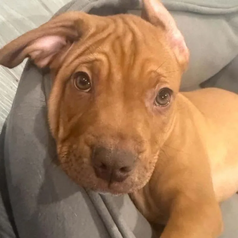 A baby large-sized male Golden Mastiff dog named Delta for adoption in Sarasota, FL
