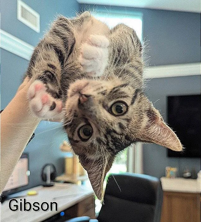A baby medium-sized male Domestic Short Hair cat named Gibson for adoption in Oviedo, FL