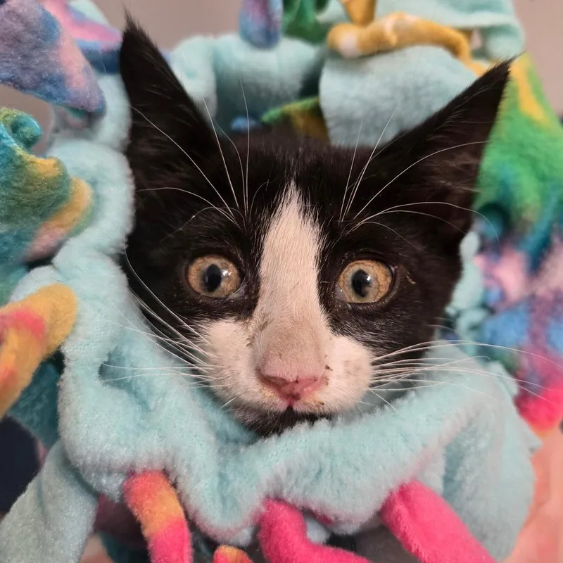 A baby small-sized female Black Domestic Short Hair cat named Basura for adoption in Idaho Falls, ID