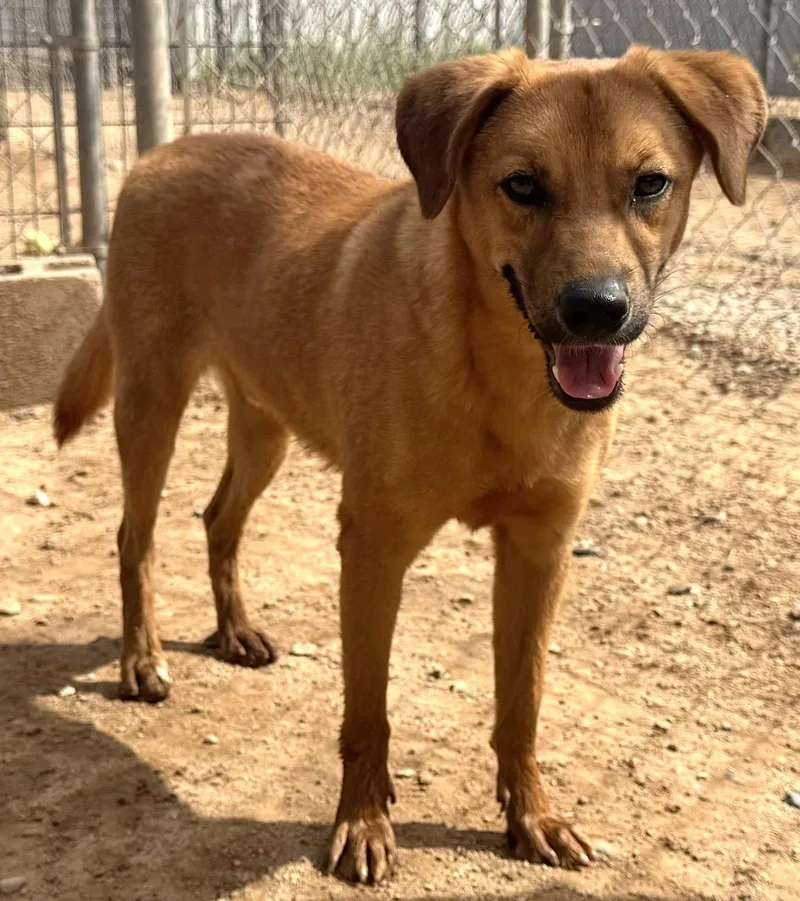 An adult medium-sized male Mixed Breed dog named Chip for adoption in Queen Creek, AZ
