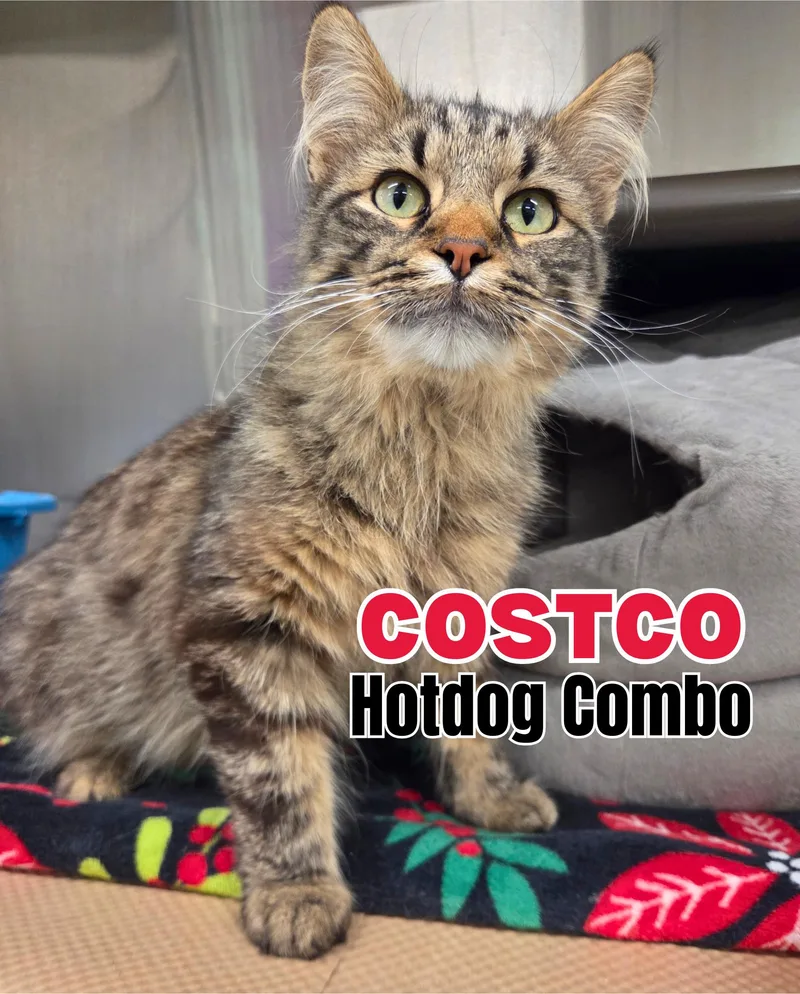 A young medium-sized male Tabby (Brown / Chocolate) Domestic Long Hair cat named Costco Hotdog Combo for adoption in Nevada, IA