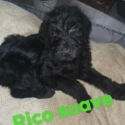 Rico Suave thumbnail 2