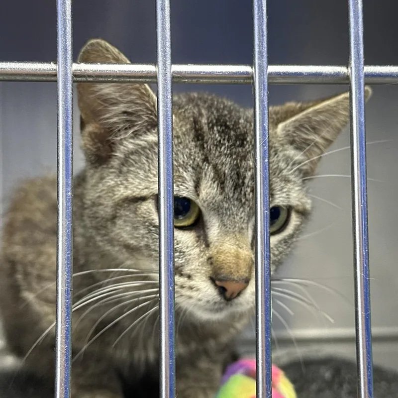 An adult medium-sized female Domestic Short Hair cat named Lilo for adoption in Coos Bay, OR