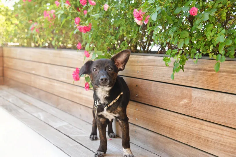 A young small-sized female Chihuahua dog named Barracuda for adoption in Salt Lake City, UT