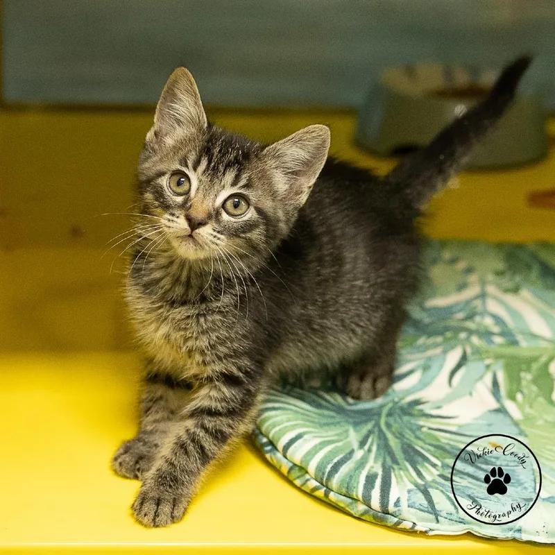 A baby small-sized female Black Domestic Short Hair cat named Egg for adoption in Abilene, TX