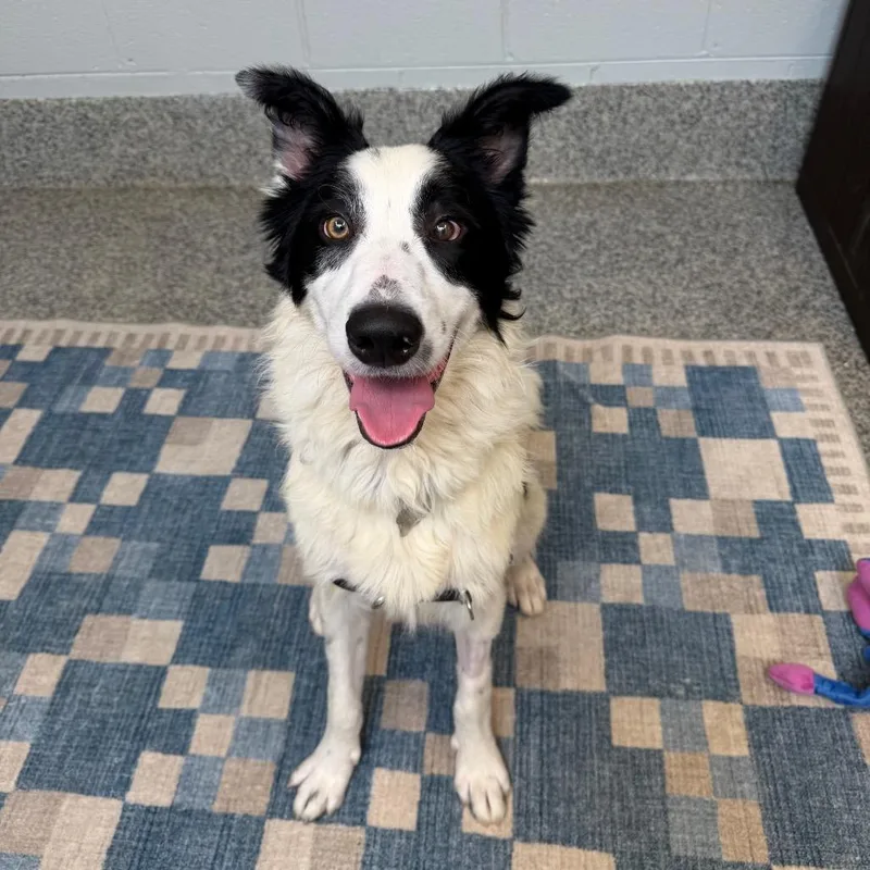 A young medium-sized male White / Cream Border Collie dog named Baxter for adoption in Falls Church, VA