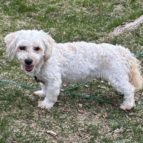 An adult small-sized female White / Cream Havanese dog named Marita for adoption in Chaska, MN