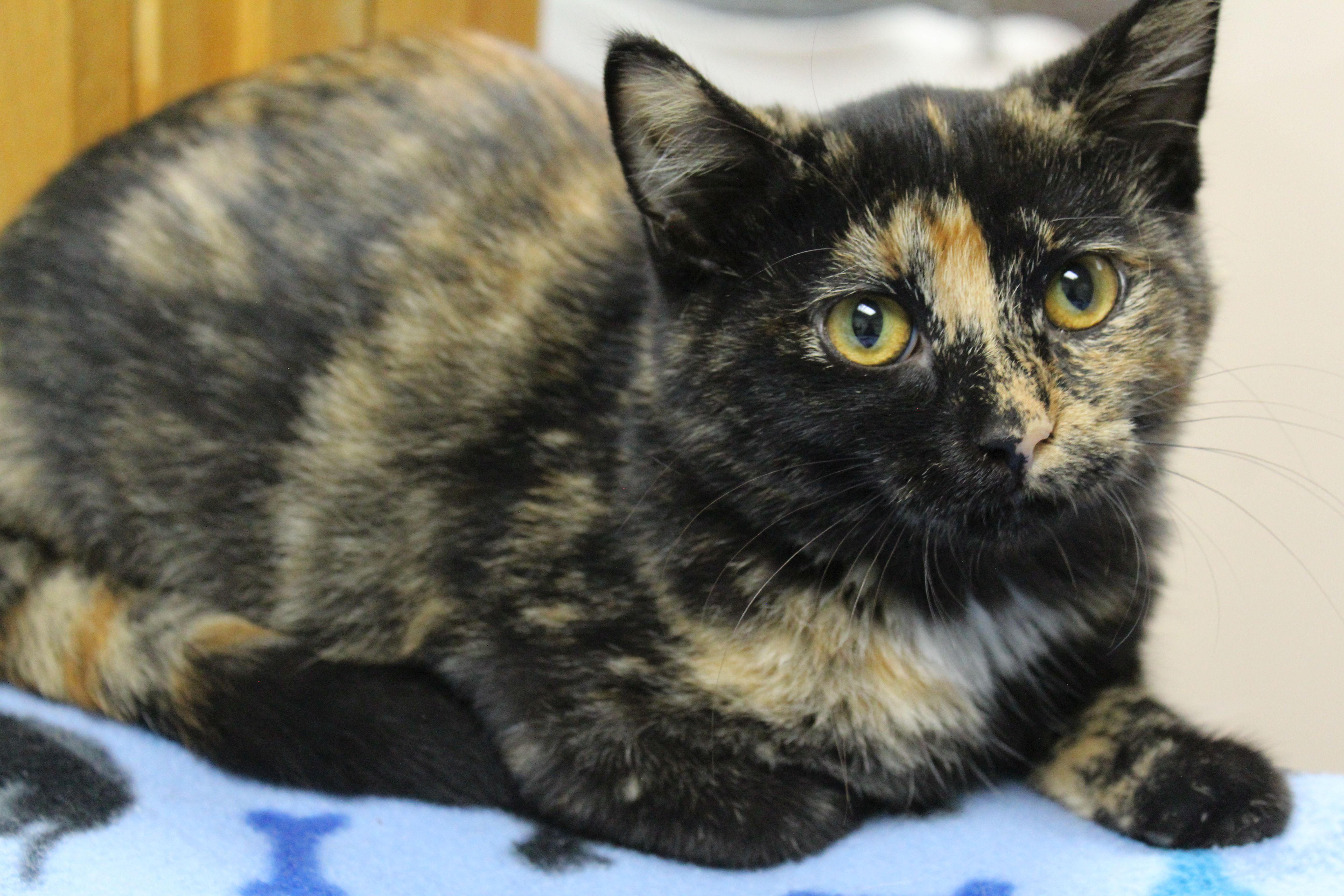 A baby medium-sized female Tortoiseshell cat named Marlena for adoption in Portage, WI