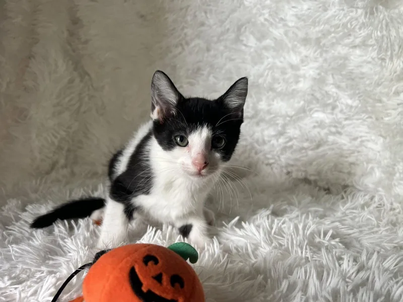 A baby medium-sized female Black & White / Tuxedo Tuxedo cat named Rosey for adoption in Georgetown, KY