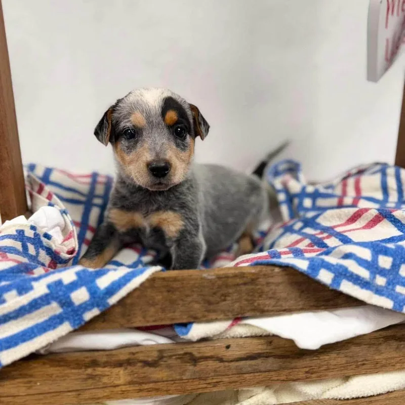 A baby medium-sized male Gray / Blue / Silver Cattle Dog dog named Donkey for adoption in Alexandria, VA
