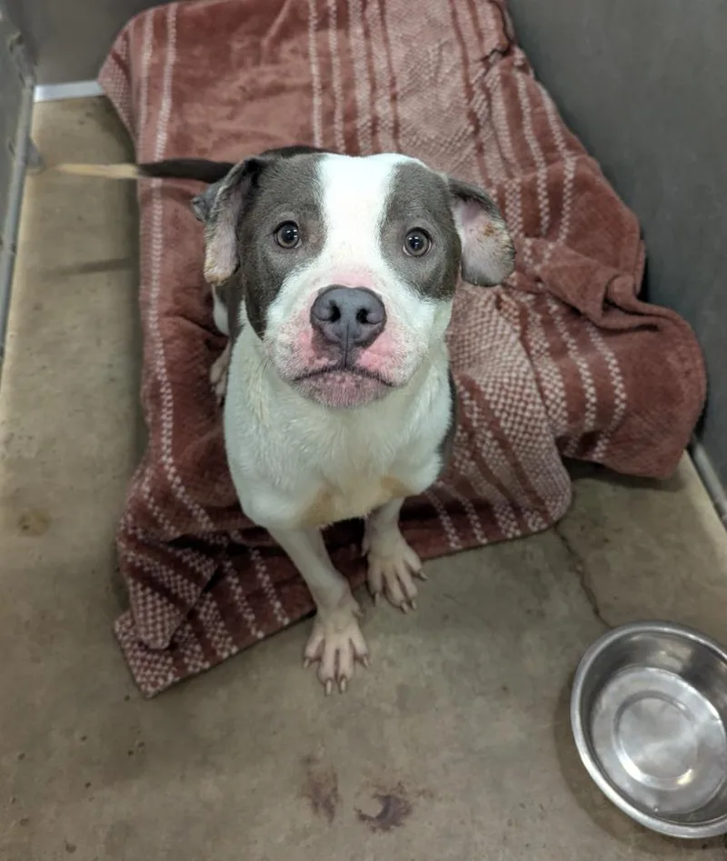 A young medium-sized male Pit Bull Terrier dog named Taro for adoption in La Porte, IN