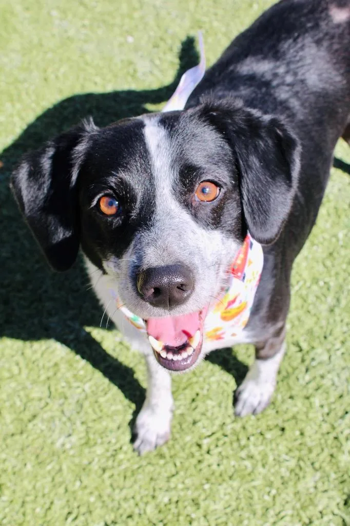 An adult medium-sized female Mixed Breed dog named Lucy for adoption in Morgantown, KY