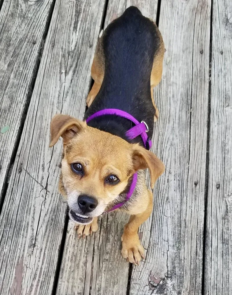 An adult small-sized female Beagle dog named Amy for adoption in Blackwood, NJ