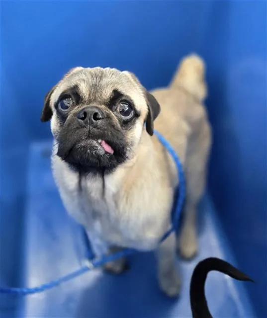 A young small-sized male Mixed Breed dog named Boss Hogg for adoption in Dallas, TX