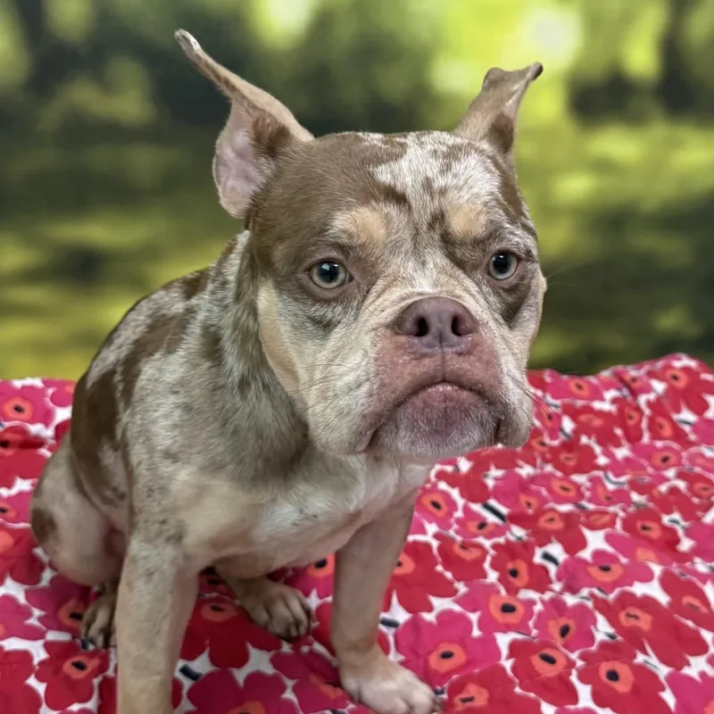 A young medium-sized female French Bulldog dog named Sheva for adoption in Auburn, NH