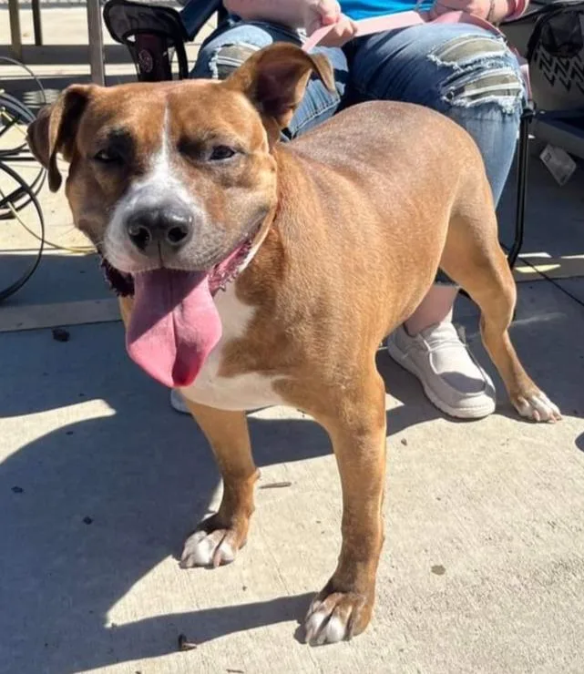 Carmella thumbnail 2