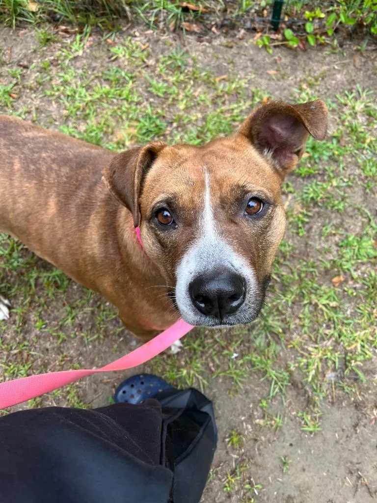 Carmella thumbnail 3