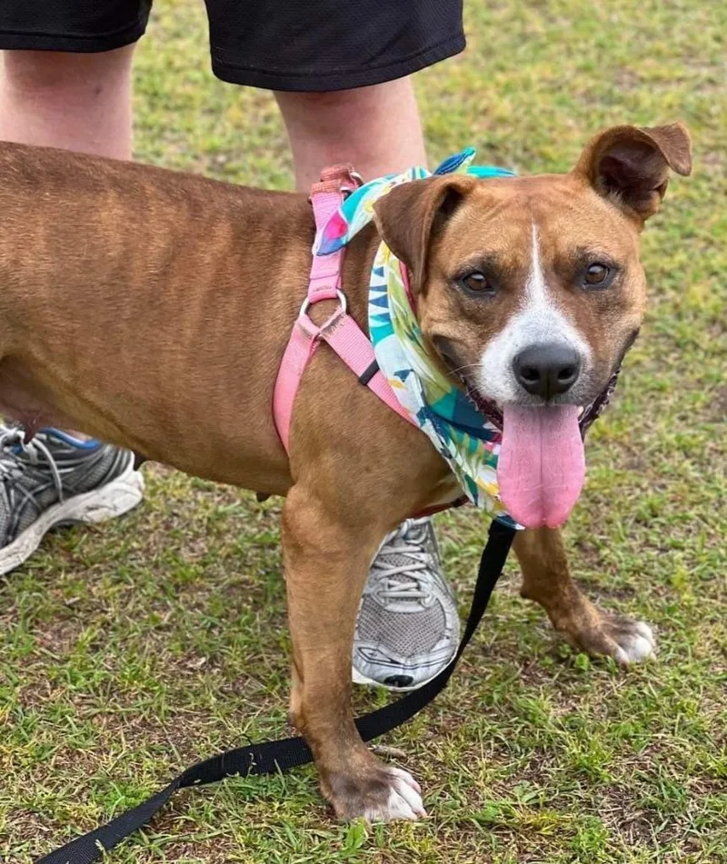 Carmella thumbnail 4