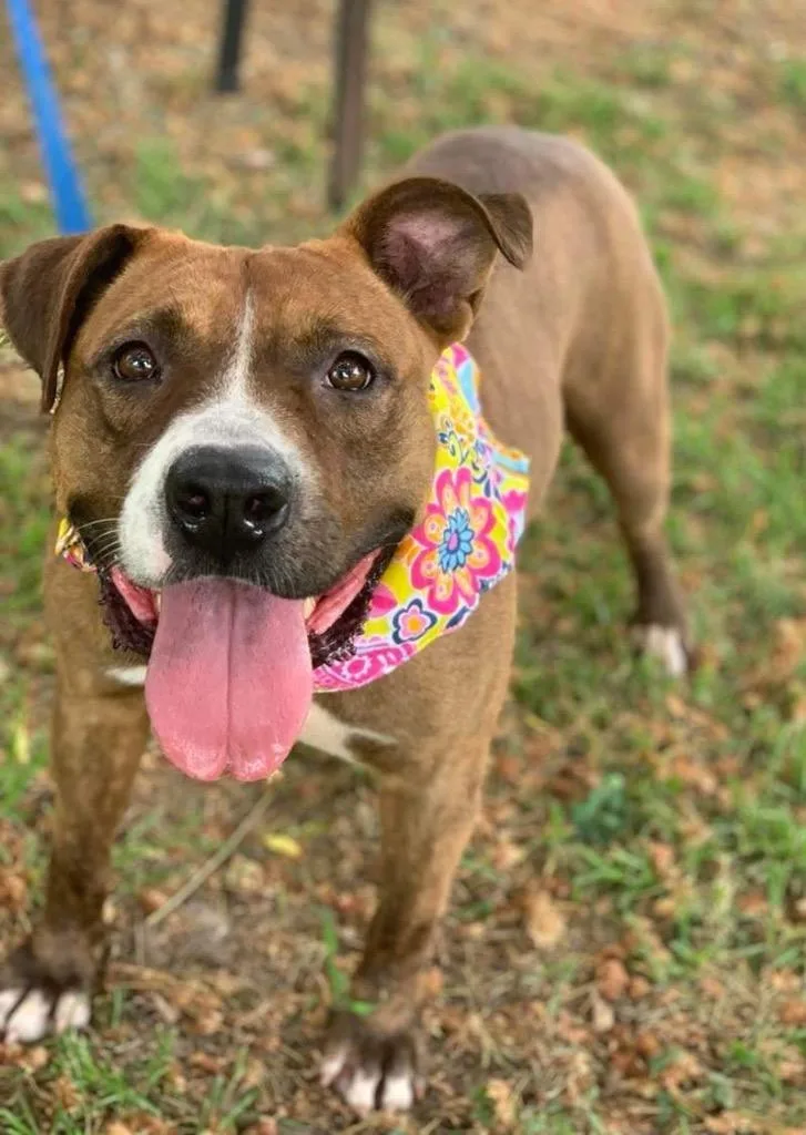 Carmella thumbnail 5