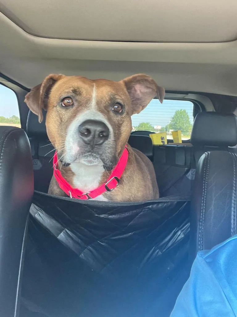 Carmella thumbnail 6